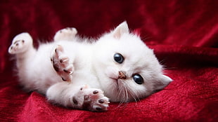 lying white Persian kitten HD wallpaper
